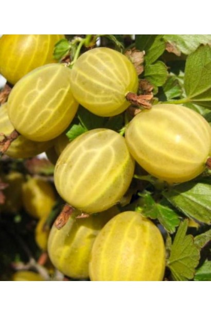 Аґрус Золотистий - великі жовті плоди